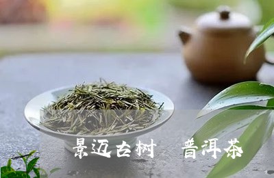 景迈古树 普洱茶/2023041077481